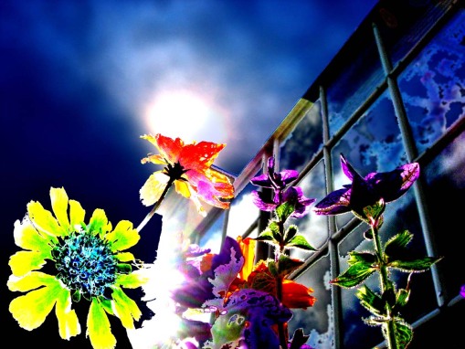 glasshouse-flowers