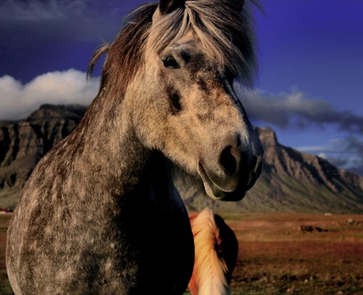 Icelandic horse Iceland mountains volcanic