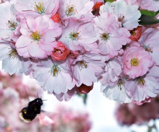 nectar bloom bumble bee cherry blossom Stockholm spring Kungsträdgågen flower photography
