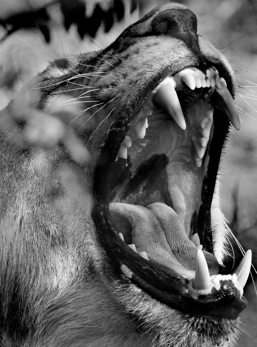 The gaping yawn of a young male lion Motswari Kruger South Africa