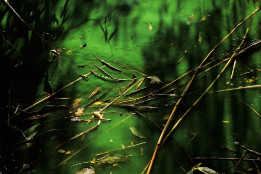 algae algal bloom Mälaren Stockholm lake shadows reeds water